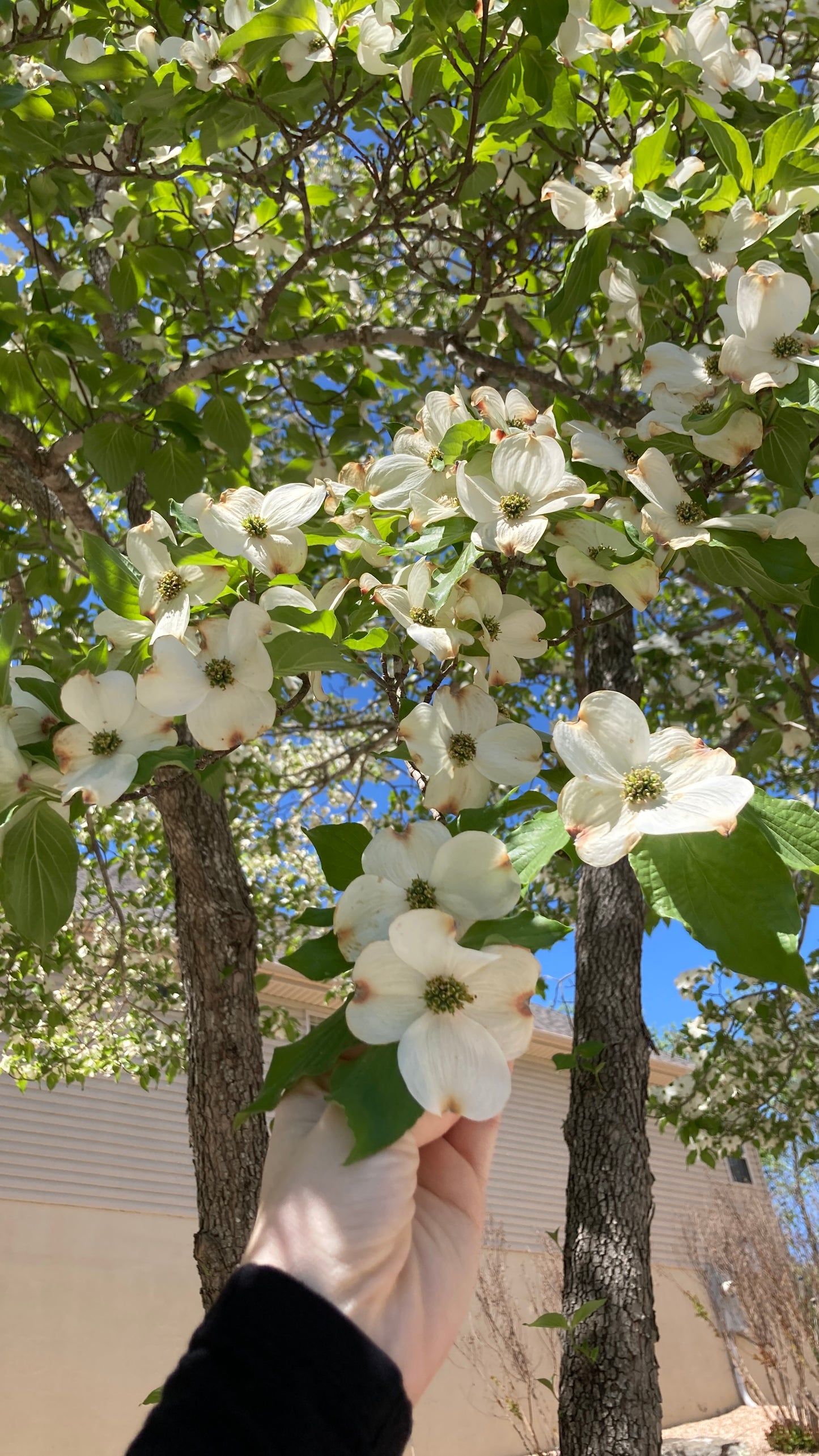 Dogwood Bloom Pin
