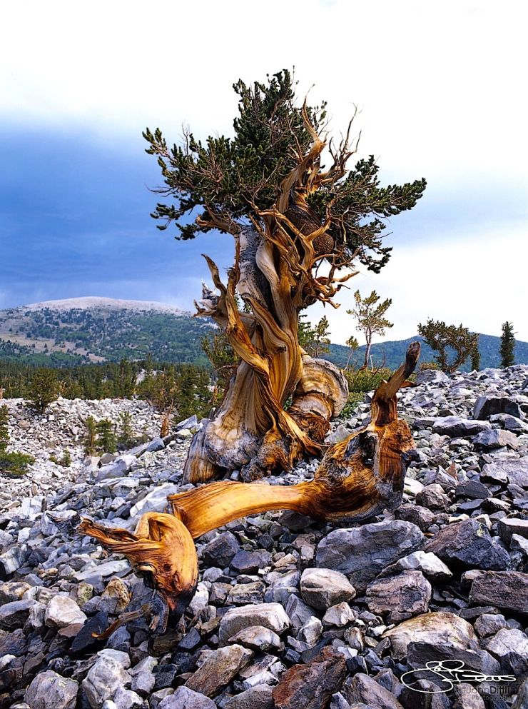 Bristlecone Pine