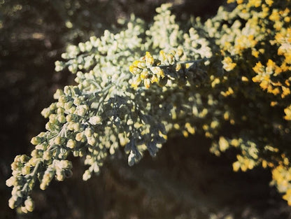 Sagebrush State Flower